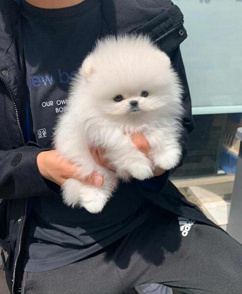 Spit Pomeranian alb,