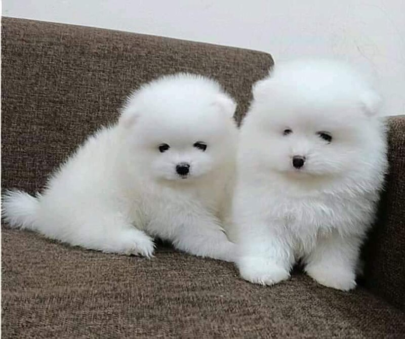 Spit Pomeranian alb,