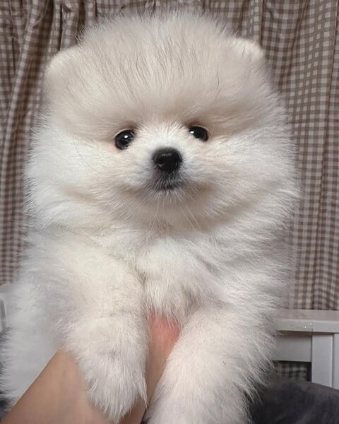 Spit Pomeranian alb,