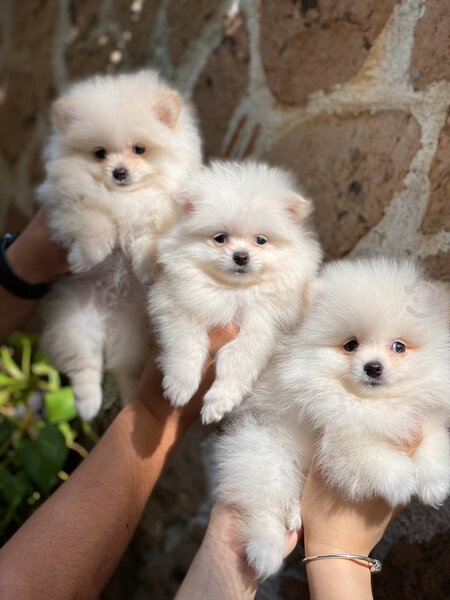 Spit Pomeranian alb,