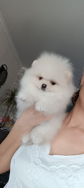 Spit Pomeranian alb,