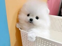 Spit Pomeranian alb