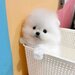 Spit Pomeranian alb,