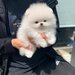 Spit Pomeranian alb,