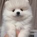 Spit Pomeranian alb,