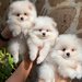 Spit Pomeranian alb,